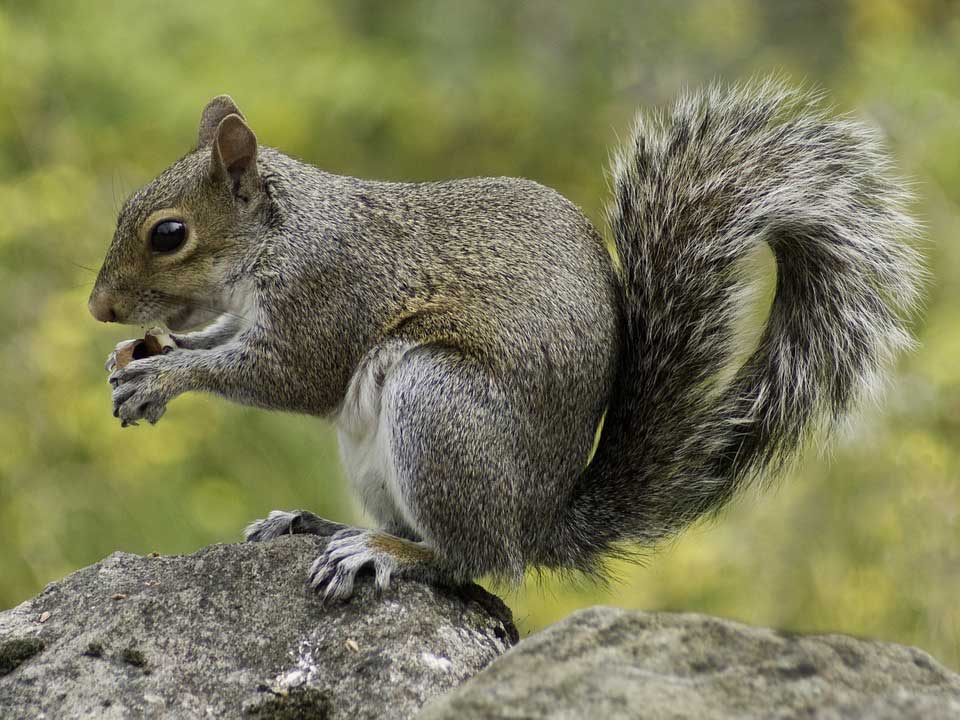 imagen de una ardilla o cuinique