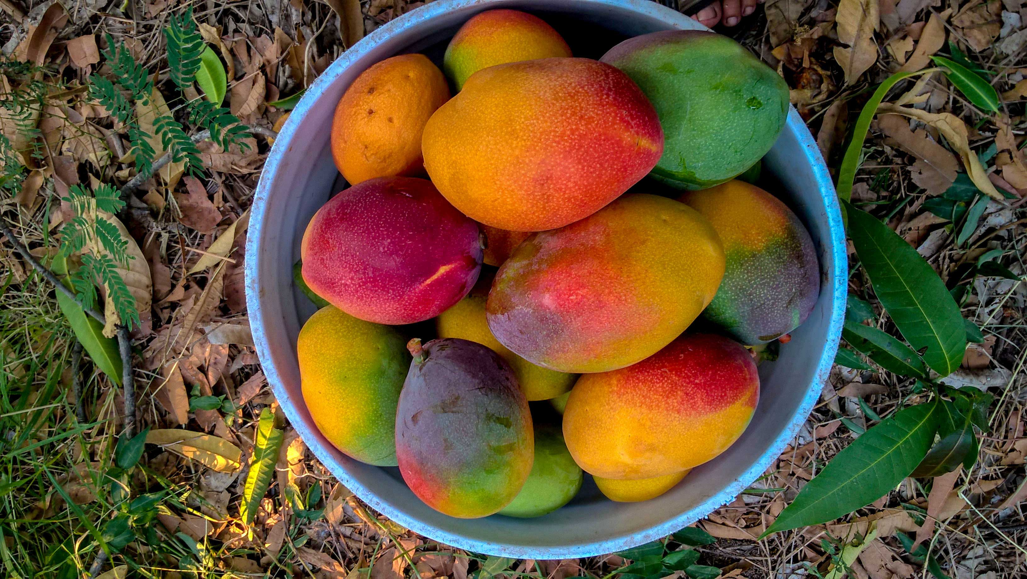 Mango petacon
