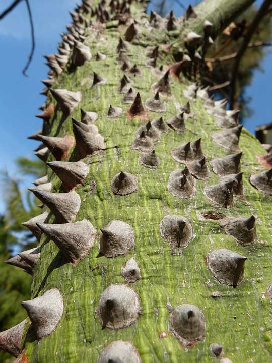 ceiba