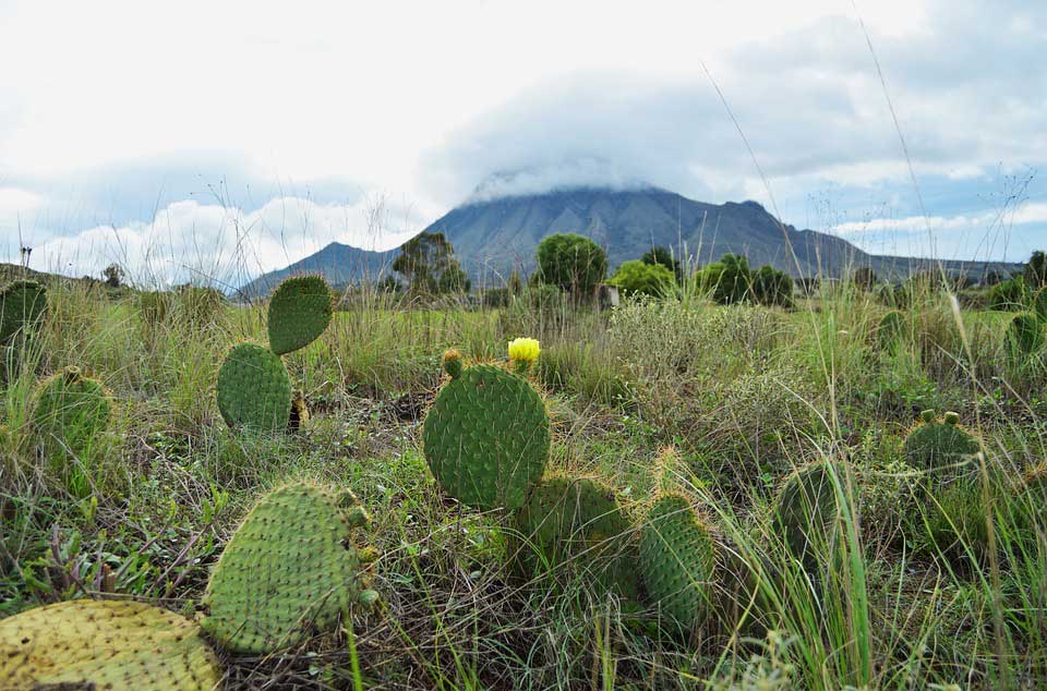 imagen de un nopal a las faldas d eun cerro.